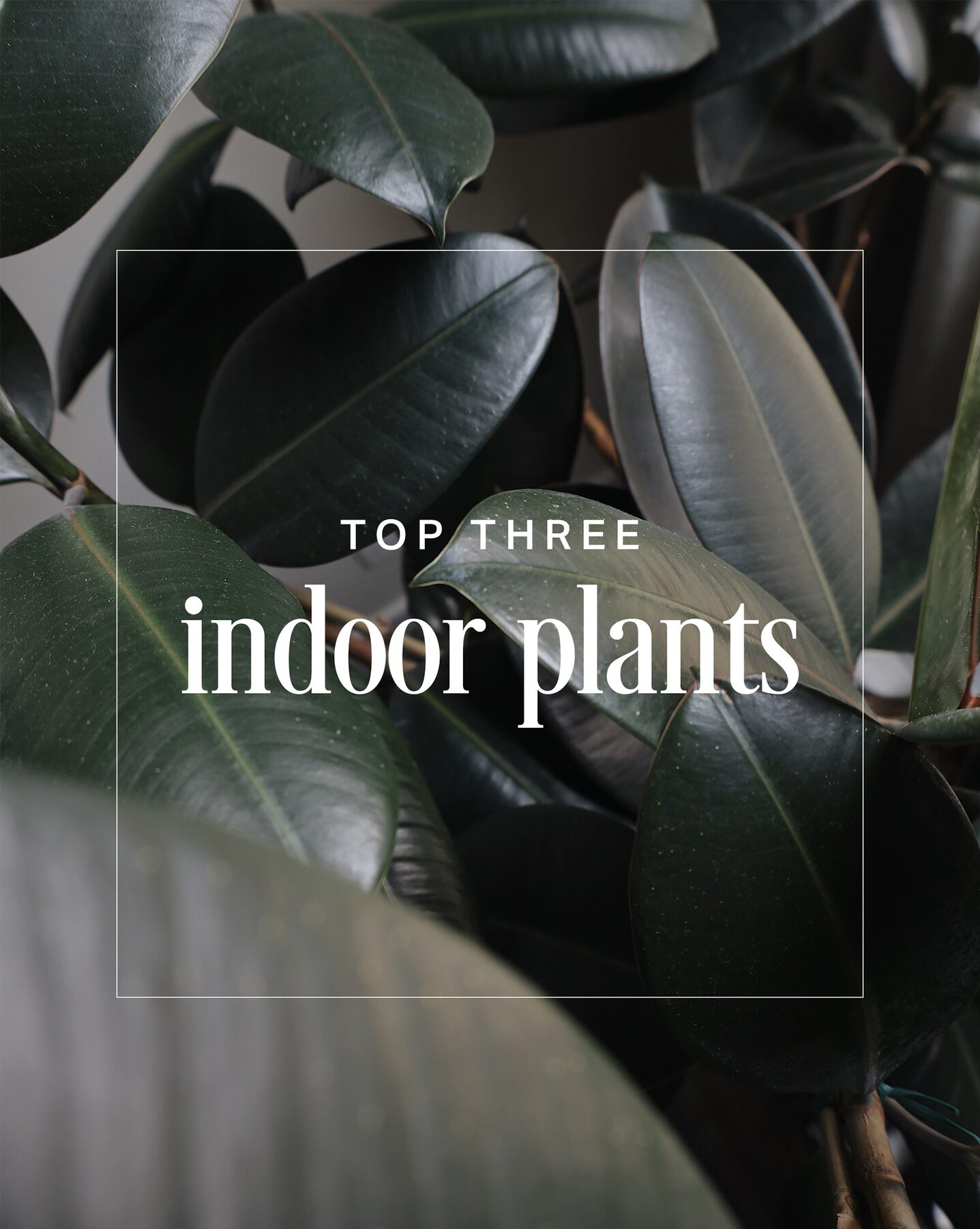Close-up photo of rubber plant leaves with 'Top Three Indoor Plants' text overlay for the Semimade Home brand