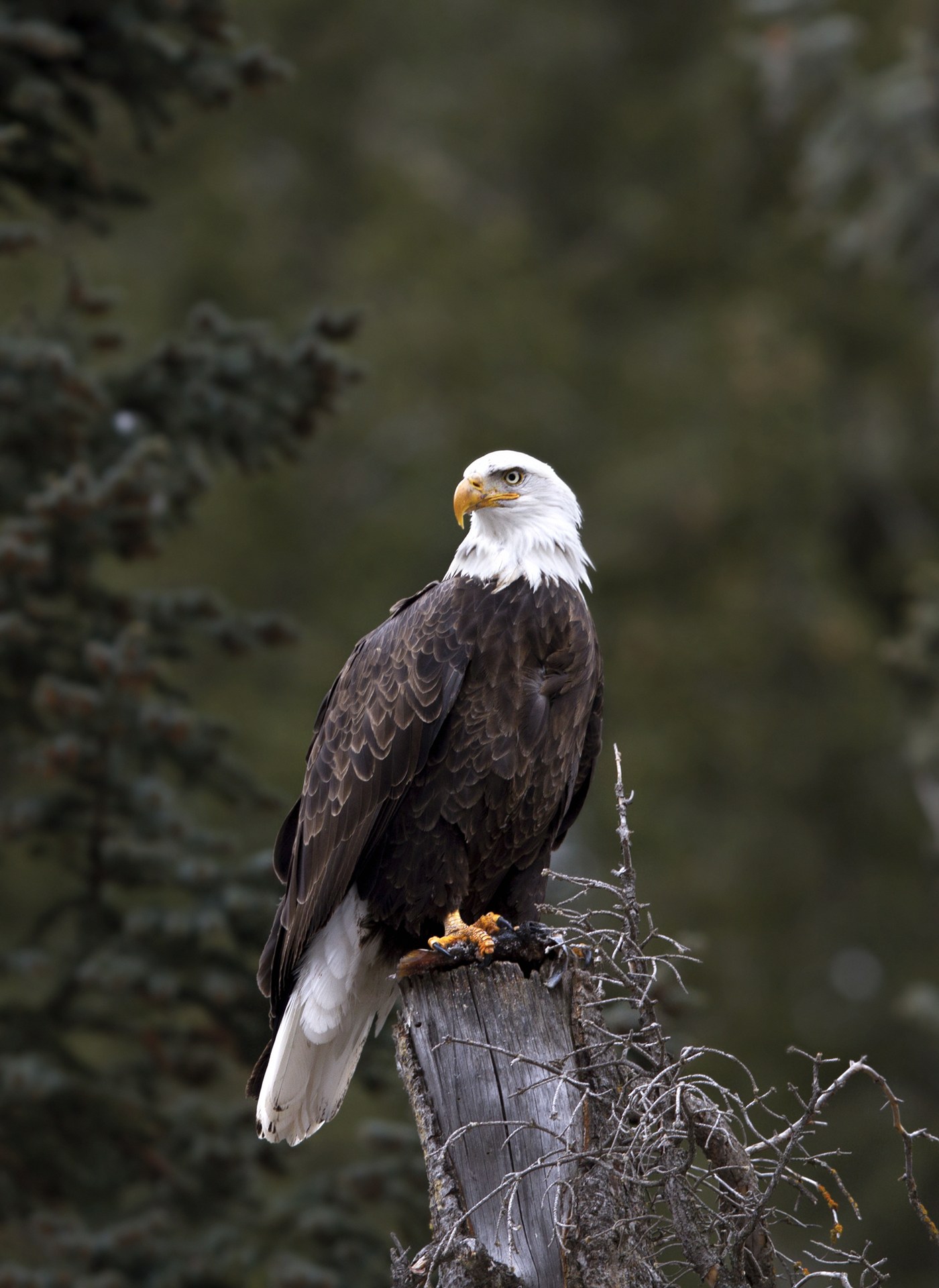A bald eagle perched on a weathered post, echoing the eagle mark in First American's logo